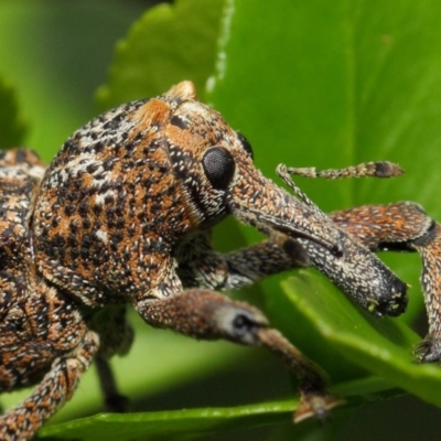 Orthorhinus cylindrirostris (Elephant Weevil) at ANBG - 2 Feb 2019 by TimL