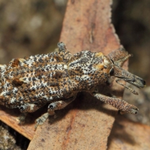 Orthorhinus cylindrirostris at Hackett, ACT - 2 Feb 2019