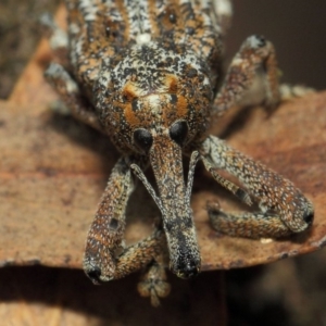 Orthorhinus cylindrirostris at Hackett, ACT - 2 Feb 2019 01:43 PM