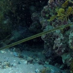 Unidentified Shark / Ray at Beecroft Peninsula, NSW - 15 Feb 2019 by pez