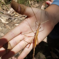 Didymuria violescens (Spur-legged stick insect) at Cotter River, ACT - 15 Feb 2019 by Kristy