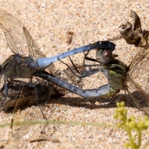 Orthetrum caledonicum at Rosedale, NSW - 16 Feb 2019