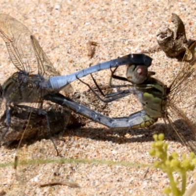 Orthetrum caledonicum (Blue Skimmer) at Rosedale, NSW - 16 Feb 2019 by jb2602