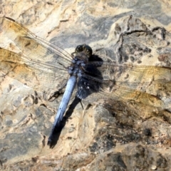 Orthetrum caledonicum at Rosedale, NSW - 16 Feb 2019 11:47 AM