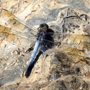 Orthetrum caledonicum at Rosedale, NSW - 16 Feb 2019