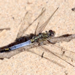 Orthetrum caledonicum at Rosedale, NSW - 16 Feb 2019