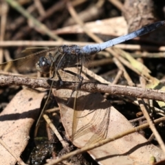 Orthetrum caledonicum at Rosedale, NSW - 16 Feb 2019