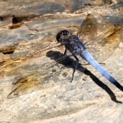 Orthetrum caledonicum at Rosedale, NSW - 16 Feb 2019 11:47 AM