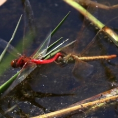 Diplacodes haematodes (Scarlet Percher) at Rosedale, NSW - 16 Feb 2019 by jb2602