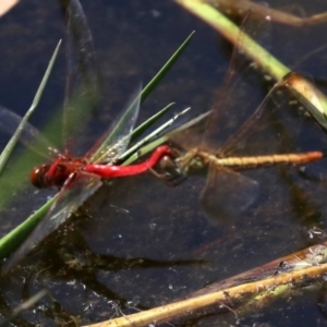 Diplacodes haematodes at Rosedale, NSW - 16 Feb 2019