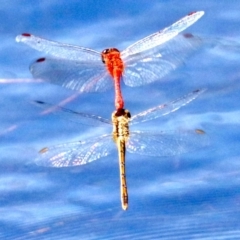 Diplacodes haematodes at Rosedale, NSW - 16 Feb 2019 11:55 AM