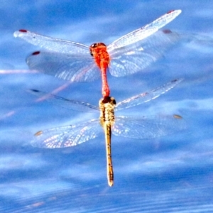 Diplacodes haematodes at Rosedale, NSW - 16 Feb 2019