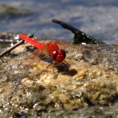 Diplacodes haematodes at Rosedale, NSW - 16 Feb 2019 11:55 AM