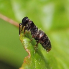 Tiphiidae (family) (Unidentified Smooth flower wasp) at ANBG - 16 Feb 2019 by TimL