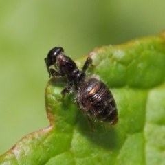 Tiphiidae (family) at Acton, ACT - 16 Feb 2019 02:19 PM