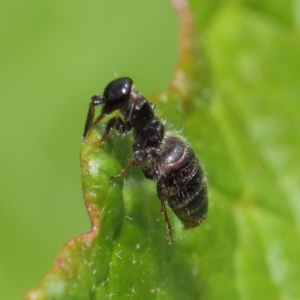 Tiphiidae (family) at Acton, ACT - 16 Feb 2019 02:19 PM