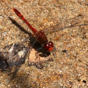 Diplacodes bipunctata at Rosedale, NSW - 16 Feb 2019 11:40 AM