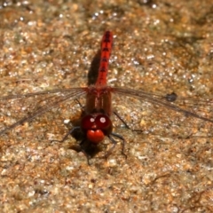 Diplacodes bipunctata at Rosedale, NSW - 16 Feb 2019 11:40 AM