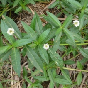 Alternanthera philoxeroides at Acton, ACT - 19 Feb 2019