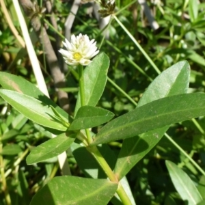 Alternanthera philoxeroides at Acton, ACT - 19 Feb 2019