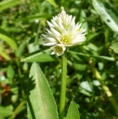 Alternanthera philoxeroides at Acton, ACT - 19 Feb 2019