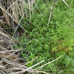 Alternanthera philoxeroides at Acton, ACT - 19 Feb 2019