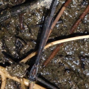 Ischnura heterosticta at Rosedale, NSW - 16 Feb 2019