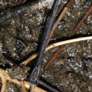 Ischnura heterosticta at Rosedale, NSW - 16 Feb 2019 11:19 AM