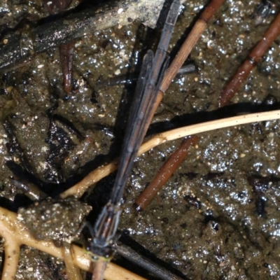 Ischnura heterosticta (Common Bluetail Damselfly) at Rosedale, NSW - 16 Feb 2019 by jb2602