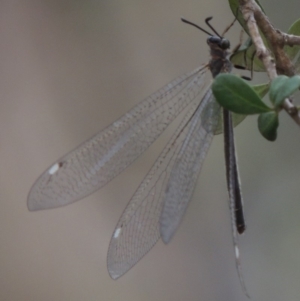 Myrmeleontidae (family) at Conder, ACT - 12 Jan 2019