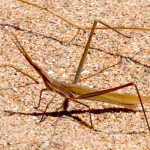 Acrida conica at Rosedale, NSW - 16 Feb 2019 11:37 AM