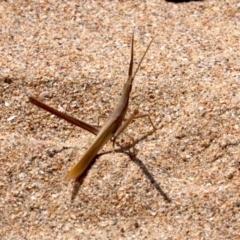Acrida conica at Rosedale, NSW - 16 Feb 2019 11:37 AM