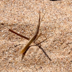Acrida conica at Rosedale, NSW - 16 Feb 2019 11:37 AM