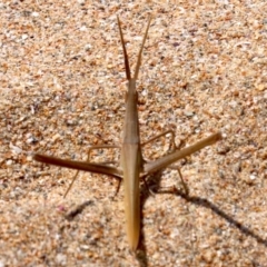 Acrida conica at Rosedale, NSW - 16 Feb 2019 11:37 AM