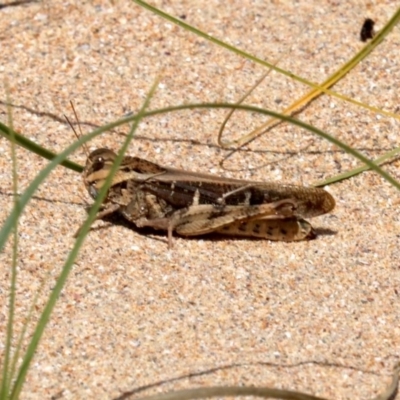 Gastrimargus musicus (Yellow-winged Locust or Grasshopper) at Rosedale, NSW - 16 Feb 2019 by jb2602