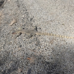 Varanus rosenbergi (Heath or Rosenberg's Monitor) at Sassafras, NSW - 26 Oct 2018 by daveeats