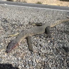 Varanus rosenbergi at Sassafras, NSW - 26 Oct 2018