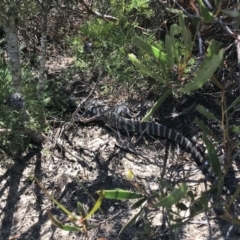 Varanus rosenbergi (Heath or Rosenberg's Monitor) at Bulee, NSW - 29 Jan 2019 by daveeats