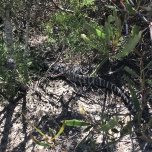 Varanus rosenbergi at Bulee, NSW - 29 Jan 2019