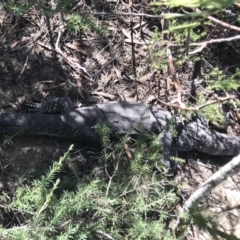 Varanus rosenbergi at Bulee, NSW - 29 Jan 2019