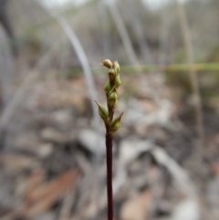 Corunastylis clivicola (Rufous midge orchid) at Aranda Bushland - 19 Feb 2019 by CathB