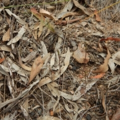 Corunastylis clivicola at Aranda, ACT - 20 Feb 2019