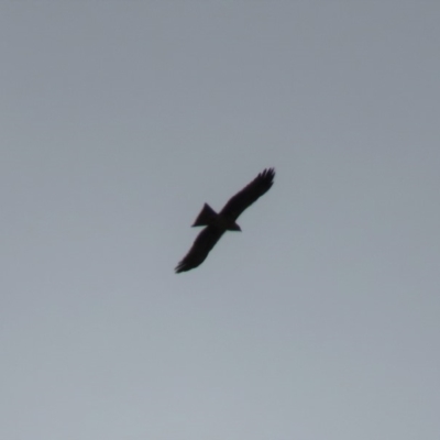 Milvus migrans (Black Kite) at Callum Brae - 20 Feb 2019 by KumikoCallaway