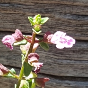 Scutellaria humilis at Jerrabomberra, ACT - 20 Feb 2019