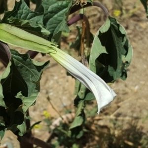 Datura stramonium at Jerrabomberra, ACT - 20 Feb 2019