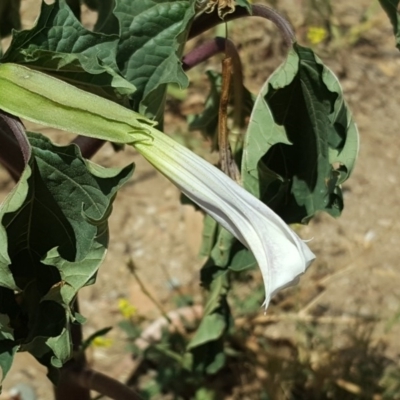 Datura stramonium (Common Thornapple) at Isaacs Ridge and Nearby - 20 Feb 2019 by Mike