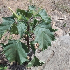 Datura stramonium at Jerrabomberra, ACT - 20 Feb 2019