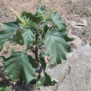 Datura stramonium at Jerrabomberra, ACT - 20 Feb 2019