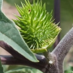 Datura stramonium at Jerrabomberra, ACT - 20 Feb 2019