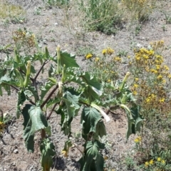 Datura stramonium (Common Thornapple) at Isaacs Ridge - 20 Feb 2019 by Mike